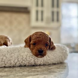 Boy 1 - Red male Cockapoo puppy in Birdsboro, Pennsylvania from Cooper Family Cockapoos