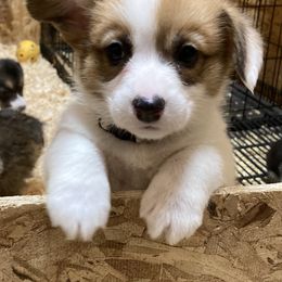 Pembroke Welsh Corgi Puppies from Whistling Wind Corgi’s