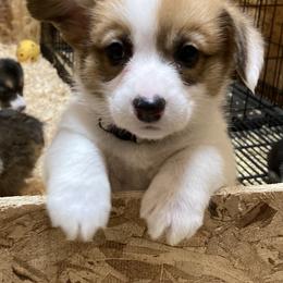 Pembroke Welsh Corgi Puppies from Whistling Wind Corgi’s
