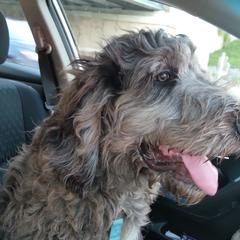 Bernedoodle and Pyredoodle Puppies from Washington Bernedoodles & Pyredoodles