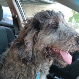 Bernedoodle and Pyredoodle Puppies from Washington Bernedoodles & Pyredoodles