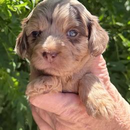 Adalyn - Merle female Cavapoo puppy in Tucson, Arizona from Adored Poodle & Doodles