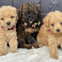 Goldendoodles, Poodles, and Shihpoos from Care Bear Puppies