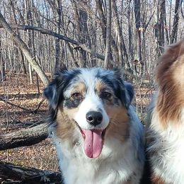 Australian Shepherds from Skramstad Shepherds
