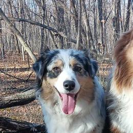 Australian Shepherds from Skramstad Shepherds