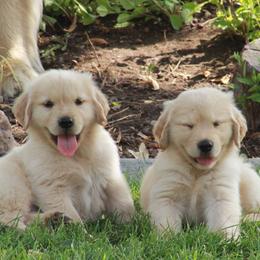 Goldendoodles from GoldenAngels
