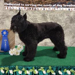 Inkie - Bouvier des Flandres