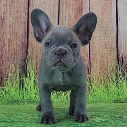 Bulldog and French Bulldog Puppies from JuneBug Bullies