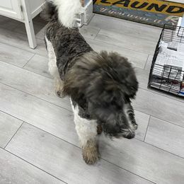 Reva - Bernedoodle