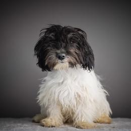 Pinky - Black and white female Schnoodle puppy in Caldwell, Idaho from Boise Doodle Co.