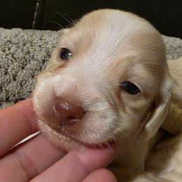 Baby boy teal heart 3500 - Cream male Dachshund puppy in Lexington, Oklahoma from Long Doggy Acres Miniature Dachshunds