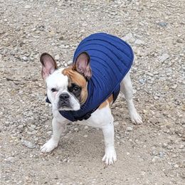 Ginger - French Bulldog