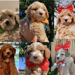 Goldendoodle and Labradoodle Puppies from DG Labradoodles