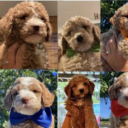 Goldendoodle and Labradoodle Puppies from DG Labradoodles