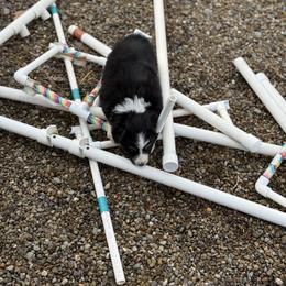 Nike - Black tri-color female Australian Shepherd puppy in Ashland, Ohio from SS Australian Shepherds