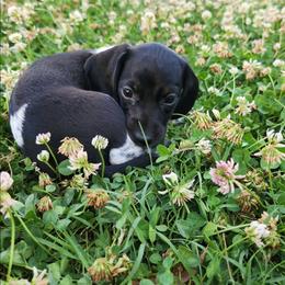 Logan smooth black and tan pie - Piebald male Dachshund puppy in Herald, California from Bluegum Dachshunds