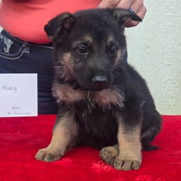 Red collar - Black and tan male German Shepherd puppy in Berry, Alabama from Whisper Gray