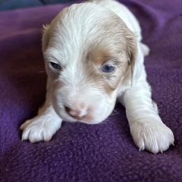 Puff - Dapple female Dachshund puppy in Great Falls, Montana from Dawn's designerDachshunds