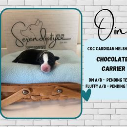 Oin - Black and white Cardigan Welsh Corgi puppy in Westminster, Maryland from Serendipity Corgi's