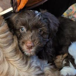 Chocolate Mousse - Chocolate male Havanese puppy in Marysville, Ohio from Sweet Confections Havanese