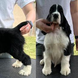 Seinfeld- calll name Jerry - Black and white male English Springer Spaniel puppy in Kernville, California from Karen's English Springer Spaniels