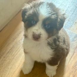 Beau - Red tri male Miniature Australian Shepherd puppy in Gatesville, Texas from Southern Promise Aussie’s