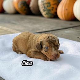 Clove - Brown and white male Aussiedoodle puppy in Ellenburg Center, New York from Kristin's Puppies