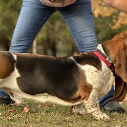 Jethro - Basset Hound