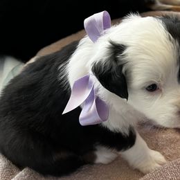 Australian Shepherd Puppies from Heart2Heart Pups LLC