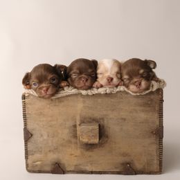 Chihuahua Puppies from Happy Pups