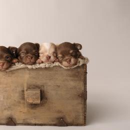 Chihuahua Puppies from Happy Pups