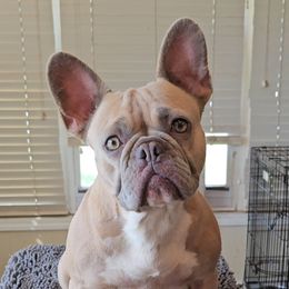 Maggie - French Bulldog