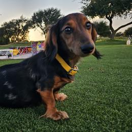 Benneli - Dachshund