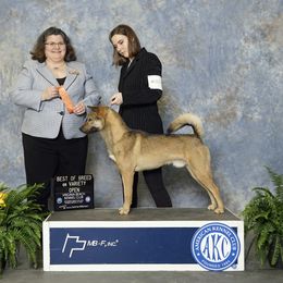 Kishu Ken All Grown Up from Ourou Sou