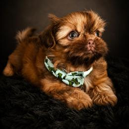 Atlas - Liver male Shih Tzu puppy in Richmond, Texas from Aleka Shih Tzu