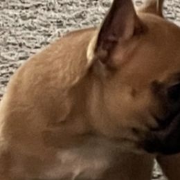 French Bulldogs from Forever Frenchies