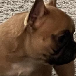 French Bulldogs from Forever Frenchies