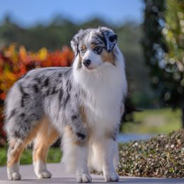 Trouble - Australian Shepherd