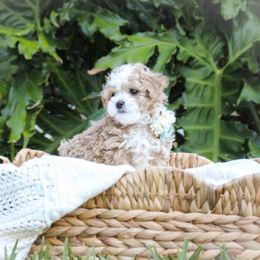 Milo 🩵 - Maltipoo puppy from Momma Mia's Maltipoos