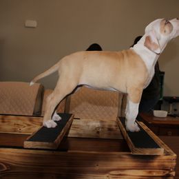 American Pit Bull Terrier Puppies from Mika Tica Kennels