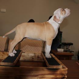 American Pit Bull Terrier Puppies from Mika Tica Kennels