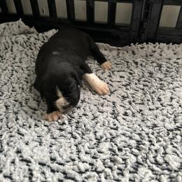 Boy 2 - White male Boxer puppy in Lakeland, Florida from Cote's Boxers