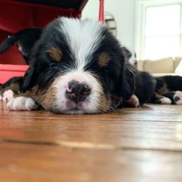 Bernese Mountain Dog Puppies from Queenstown Fine Bernese