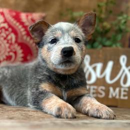 AKC Nugget - Blue male Australian Cattle Dog puppy in Chillicothe, Missouri from TLC Cattle dogs