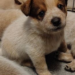Bowie - Red speckled male Australian Cattle Dog puppy in Rogue River, Oregon from FullMoon Cattle Dogs
