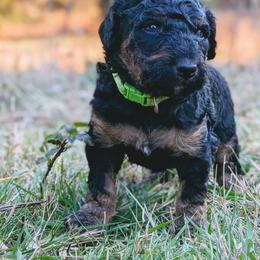 Bob - Black phantom male Aussiedoodle puppy in Yacolt, Washington from Aussiedoodles by Maggie