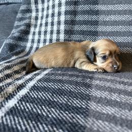 Princess - Cream female Dachshund puppy in Perris, California from Doxie_pupps