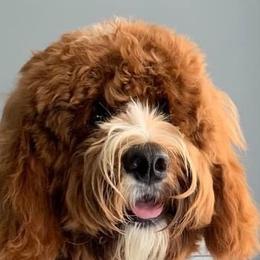Duke - Australian Labradoodle