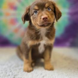 Azalea - Red tri female Miniature Australian Shepherd puppy in Church Hill, Tennessee from Hippie Dog Haven