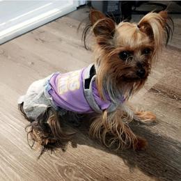 Yorkshire Terrier Puppies from Jazmin Petruchik